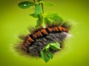 Permainan Jigsaw Hewan Larva Caterpillar secara online