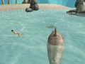 Permainan Pembunuh pantai simulator hiu secara online