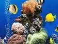 Permainan Perbedaan Laut Bawah Laut  secara online