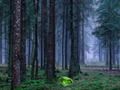 Permainan Matahari terbenam mistis di hutan secara online Permainan Matahari terbenam mistis di hutan secara online