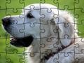 Permainan Puzzle Gambar Hewan Peliharaan secara online