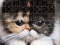 Permainan Puzzle Kucing Eksotis secara online