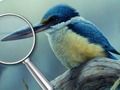 Permainan Burung 5 perbedaan  secara online