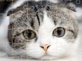 Permainan Waktu Teka-Teki Kucing secara online