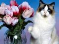Permainan Puzzle Kucing Lucu  secara online