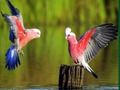 Permainan Puzzle Burung secara online