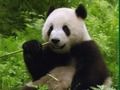 Permainan Teka-teki Panda secara online