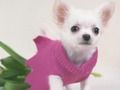 Permainan Teka-teki Anak Anjing Imut secara online