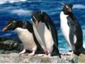 Permainan Penguin meluncur secara online