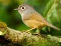 Permainan Burung Seluncur secara online