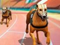 Permainan Demam Balapan Anjing Gila secara online