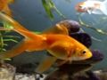 Permainan Puzzle Ikan Emas secara online