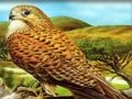 Permainan Teka-Teki Burung Pemangsa secara online