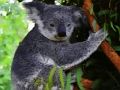 Permainan Bayi Beruang Koala yang Lucu  secara online