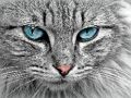 Permainan Jigsaw Cat Eye  secara online