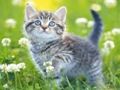 Permainan Teka-teki Anak Kucing  secara online