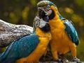 Permainan Jigsaw burung beo  secara online