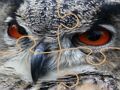 Permainan Jigsaw burung hantu liar  secara online