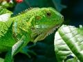Permainan Iguana Liar  secara online