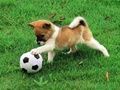 Permainan Teka-teki anjing ceria di luar ruangan secara online