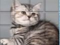 Permainan Picpu Cat secara online