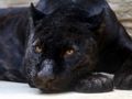 Permainan Jigsaw Black Panther  secara online