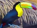 Permainan Jigsaw Burung Toucan  secara online