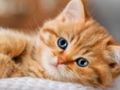Permainan Koleksi Puzzle Jigsaw Anak Kucing  secara online