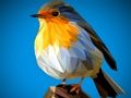 Permainan Jigsaw Burung Poli  secara online