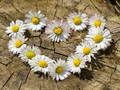 Permainan Jigsaw Daisy Heart  secara online