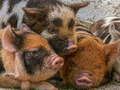 Permainan Piglet Piggy Jigsaw secara online