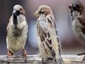Permainan Jigsaw Keluarga Sparrow  secara online