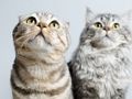 Permainan Puzzle Jigsaw Kucing Lucu  secara online