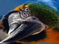 Permainan Jigsaw Burung  secara online