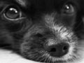Permainan Jigsaw Anjing  secara online
