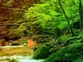 Permainan Pelarian Hutan Pelangi yang Damai  secara online