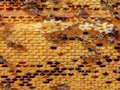 Permainan Jigsaw Lebah Madu  secara online