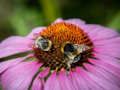 Permainan Jigsaw Coneflower Ungu  secara online