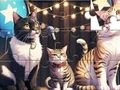 Permainan Puzzle Jigsaw: Kucing Bernyanyi  secara online