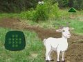 Permainan Kambing Temukan Anaknya  secara online