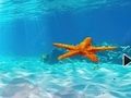 Permainan Melarikan Diri Dari Bintang Laut Bawah Air  secara online