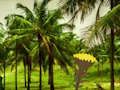 Permainan Melarikan Diri Dari Lahan Kelapa  secara online