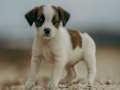 Permainan Gergaji Jigsaw Jack Russel  secara online