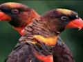 Permainan Jigsaw Burung Beo Oranye  secara online