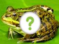 Permainan Kulit Hewan  secara online