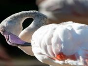 Permainan Jigsaw Burung Flamingo  secara online