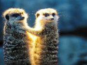 Permainan Jigsaw pasangan meerkat  secara online