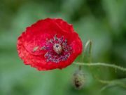 Permainan Jigsaw bunga poppy alam  secara online