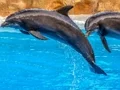 Permainan Sea Dolphin Jigsaw secara online