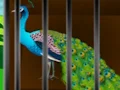 Permainan Liberate the Caged Beauty secara online